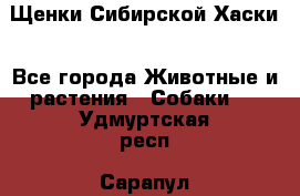 Щенки Сибирской Хаски - Все города Животные и растения » Собаки   . Удмуртская респ.,Сарапул г.